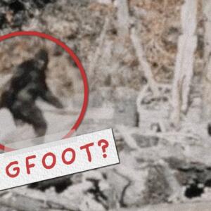 Misterul Bigfoot, descifrat? Ce spune un om de știință